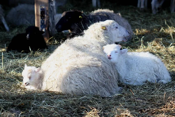Moutons Skudden Avec Agneaux Endormis — Photo