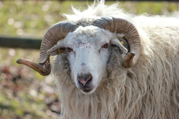 Walachenschafbock Sababurg Zoo — Stockfoto