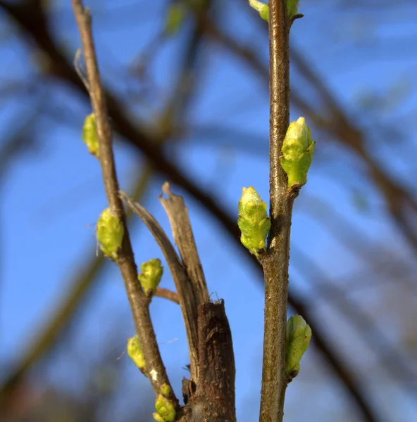 Tomurcukları Yaprakları Olan Bahar Ağacı — Stok fotoğraf