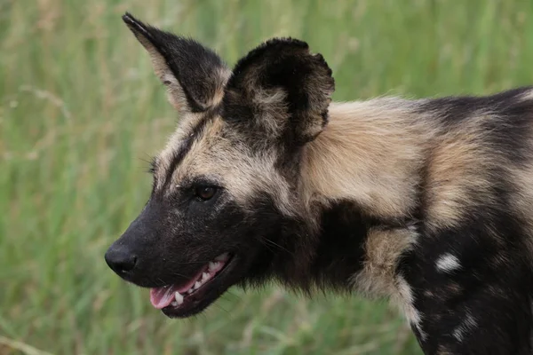 Hyena Στην Άγρια Φύση — Φωτογραφία Αρχείου