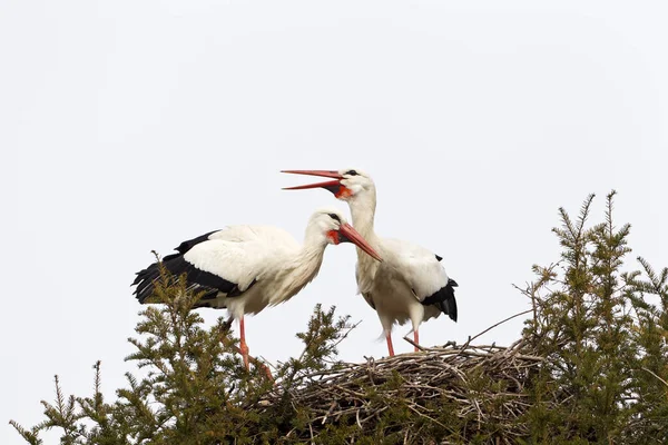 Cigüeña Blanca Ciconia Ciconia Dos Animal Foto Animal Alemania Horizontal — Foto de Stock