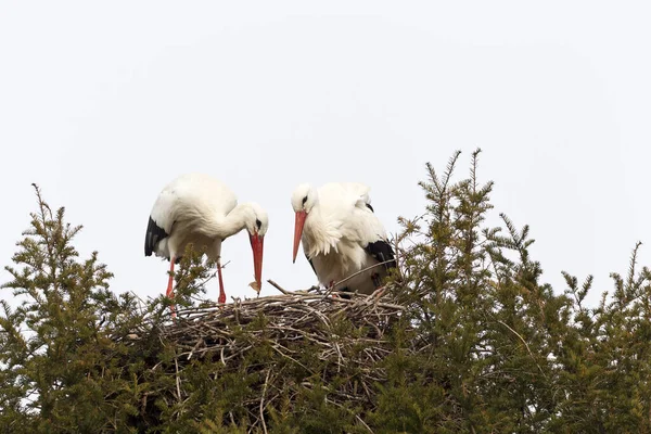 White Stork Ciconia Ciconia Δύο Ζώο Φωτογραφία Ζώων Γερμανία Οριζόντια — Φωτογραφία Αρχείου