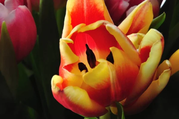 Bouquet Tulipes Avec Différentes Fleurs Colorées — Photo