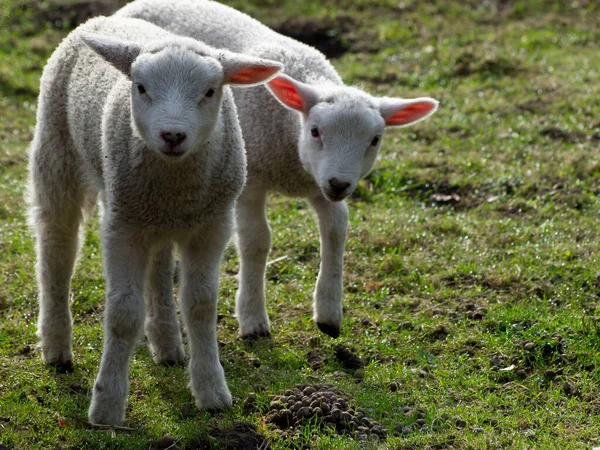 Dwie Owieczki Łące — Zdjęcie stockowe