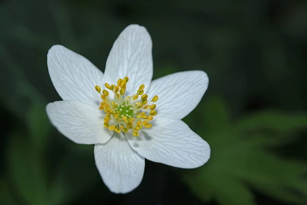 White Flowers Garden — Stock Photo, Image