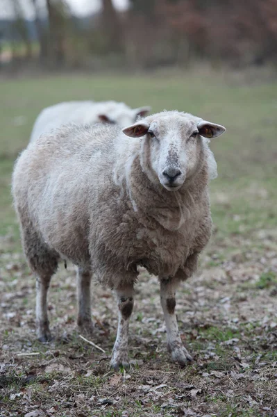 Domestic Sheep Pasture — Stock Photo, Image