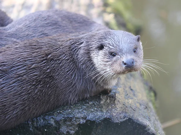 Otter Sababurg Zoo — Stock Photo, Image