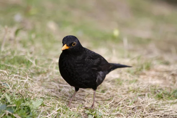 Blackbird Ötücü Kuşu Kuş Bilimi Hayvan Bilimi — Stok fotoğraf