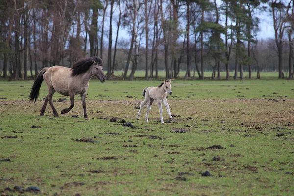 Zwei Pferde Auf Dem Feld — Stockfoto