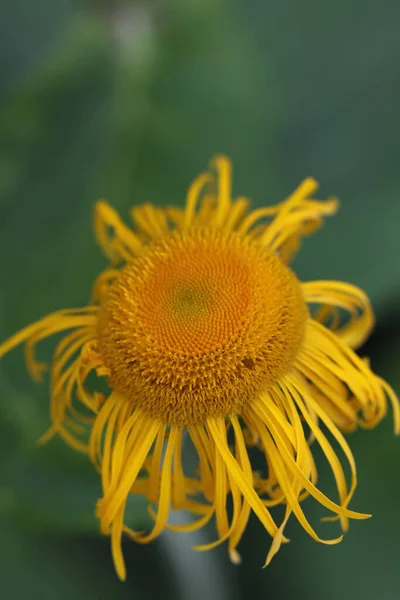 Közel Egy Sárga Virág — Stock Fotó