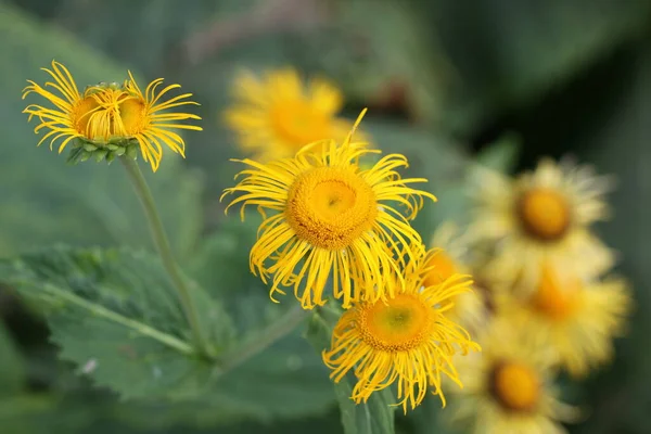Κίτρινα Λουλούδια Πράσινο Φόντο — Φωτογραφία Αρχείου