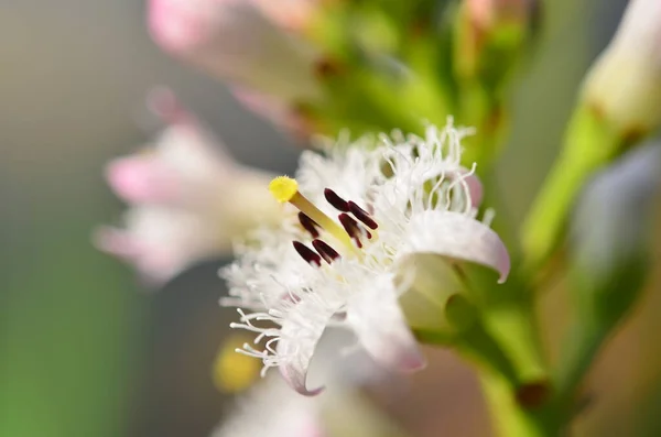 Gros Plan Une Belle Fleur Fleurs — Photo