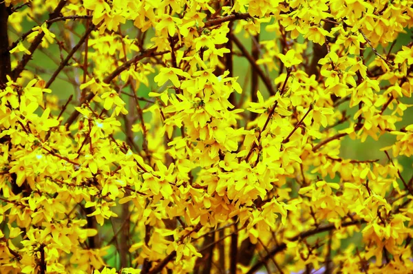 Blüte Blumen Blumigen Hintergrund — Stockfoto