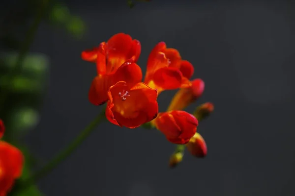 Beautiful Flowers Floral Concept Background — Stock Photo, Image