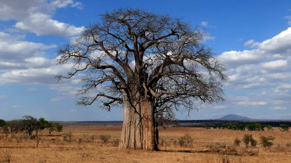 Vue Pittoresque Sur Les Paysages Campagne — Photo