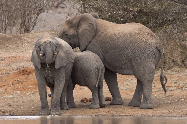 Familia Elefantes Loxodonta Africana Abrevadero — Foto de Stock