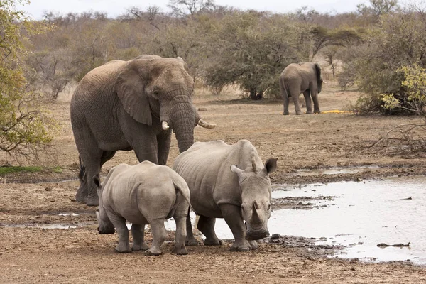 Elefante Loxodonta Africana Buraco Água — Fotografia de Stock