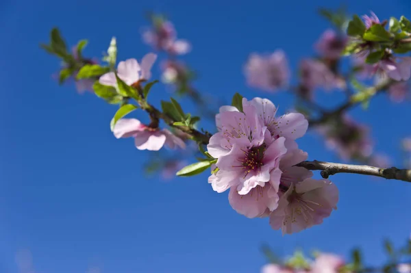 Mandel Blomma Blommor Trädgrenar Vår Blomma Blomma — Stockfoto