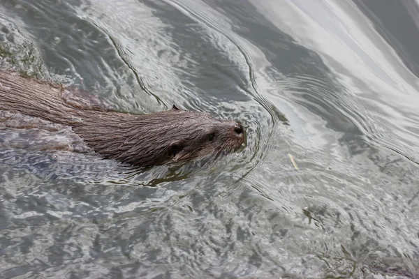 Úszó Vidra Sababurgi Állatkertben — Stock Fotó