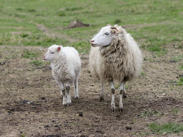 Skuddenlamm Mit Seiner Mutter — Stockfoto