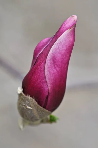Printemps Fleur Magnolia Pétales — Photo