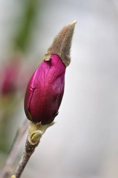 Primavera Magnolia Flor Pétalos Flores — Foto de Stock