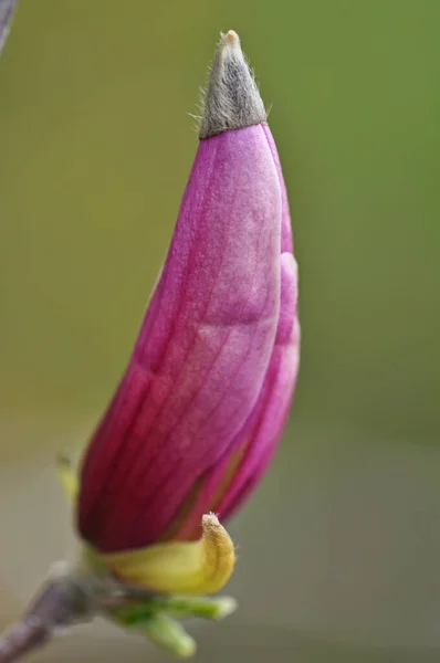 Printemps Fleur Magnolia Pétales — Photo