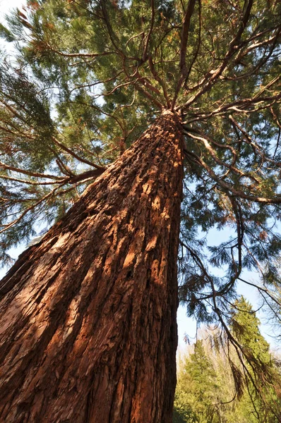 Sekoyalar Büyük Ağaçlar Doğa — Stok fotoğraf