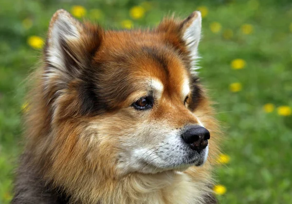 Собака Зеленой Траве — стоковое фото