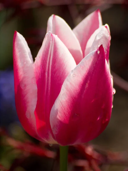 美しいチューリップの花の景色 — ストック写真