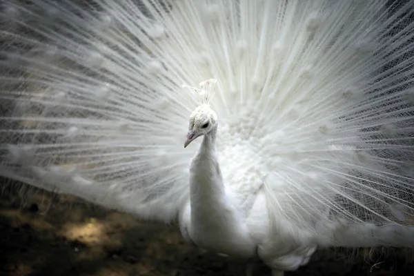 Pavo Real Blanco Con Plumas — Foto de Stock