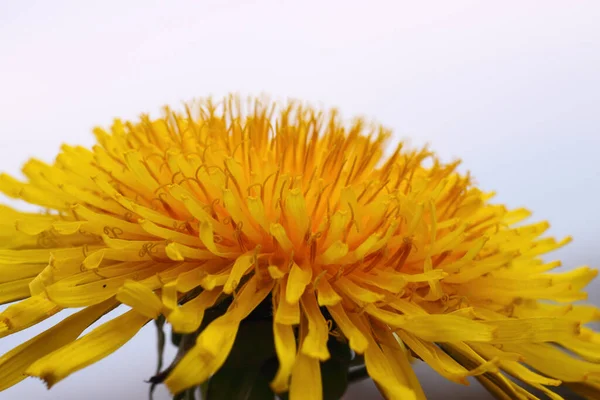 Hermosa Vista Flor Diente León Natural — Foto de Stock