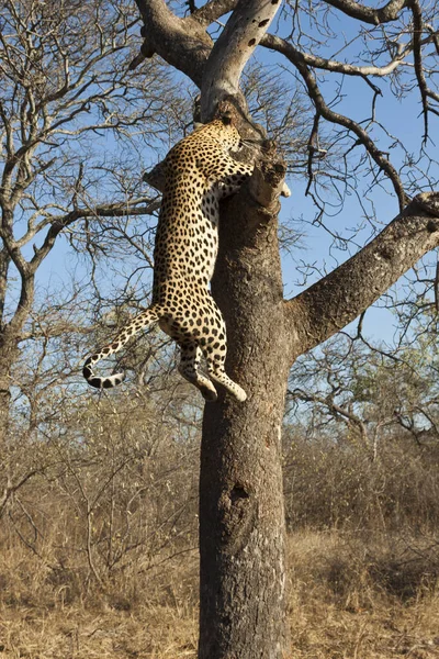 Lampart Panthera Pardus Wspina Się Drzewo — Zdjęcie stockowe