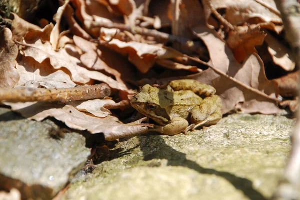 Amphibian Animal Natureza Sapo — Fotografia de Stock