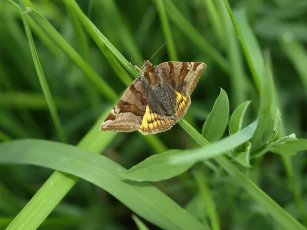 Flora Und Schmetterling Schönes Insekt — Stockfoto