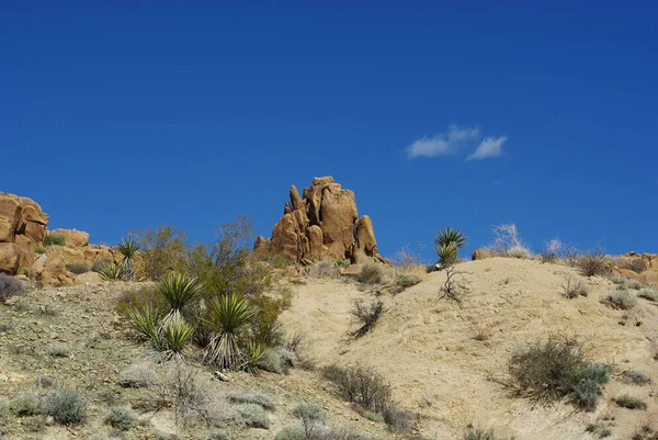 Joshua Tree National Park Desert — Stock Photo, Image