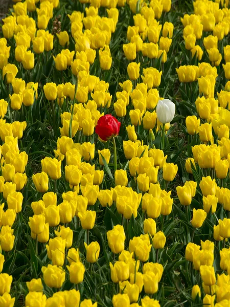 Schöne Blumen Blumiges Konzept Hintergrund — Stockfoto