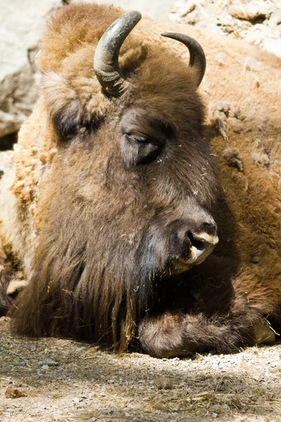 Bufflar Gräsätare Och Vilda Djur — Stockfoto