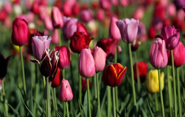 Tulpaner Blommor Vår Flora — Stockfoto