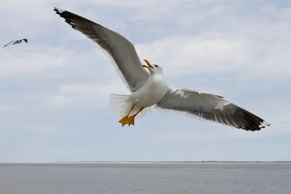 Scenic View Beautiful Silver Gull Nature — Stock Photo, Image