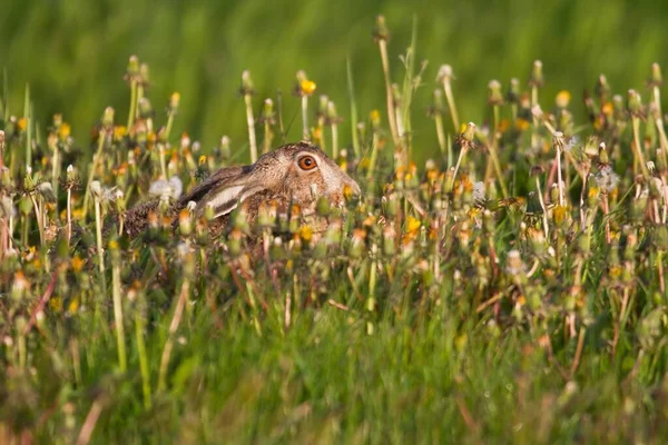 Common Sparrow Grass — Stock Photo, Image