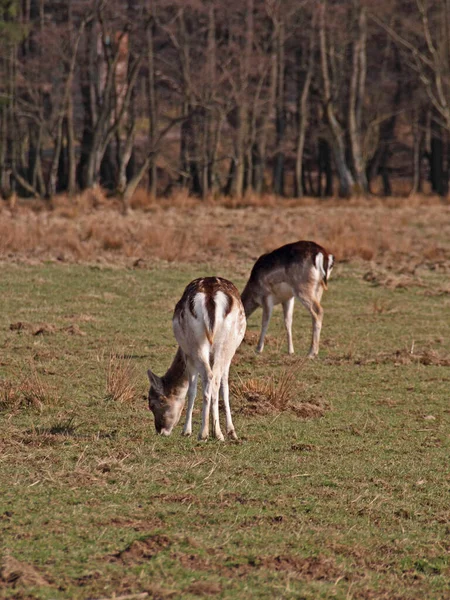 Cervo Animale Fauna Naturale — Foto Stock