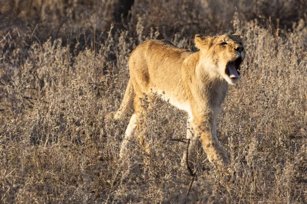 Leão Panthera Leo Sentado Caminho Okavango Delta Botsuana — Fotografia de Stock