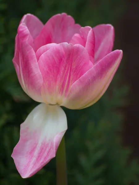Vue Panoramique Belles Fleurs Tulipes — Photo