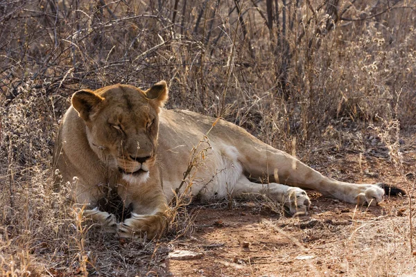 萨凡纳野猫 母狮猎食猫 — 图库照片