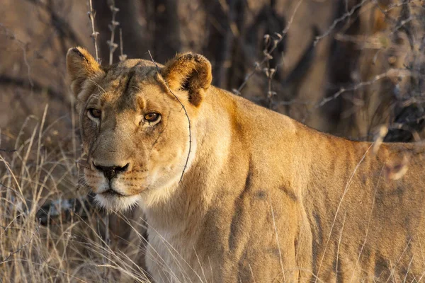 Savannah Wildcat Leona Depredadora Gato — Foto de Stock