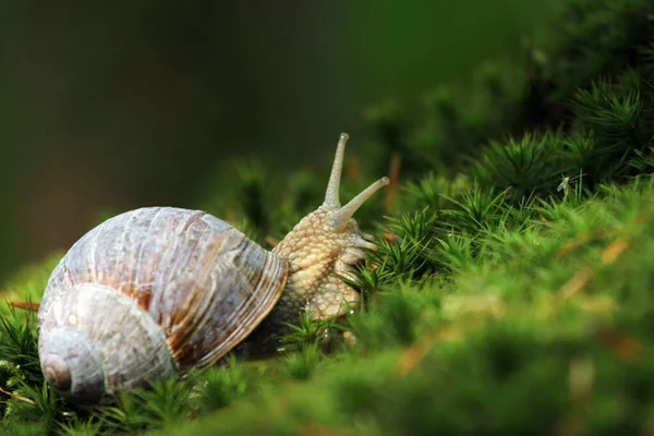 Snail Green Grass — Stock Photo, Image