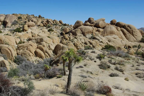 Joschua Baum Nationalpark Wüste — Stockfoto