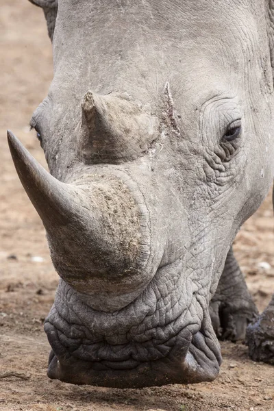 Nagyszájú Orrszarvú Portréja Ceratotherium Sthe — Stock Fotó