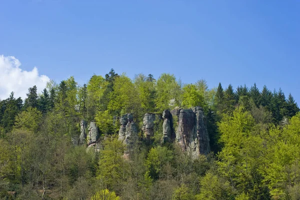 Piękny Las Natura Tle — Zdjęcie stockowe